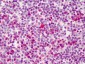 BCL2L1 / BCL-XL Antibody (C-Terminus)